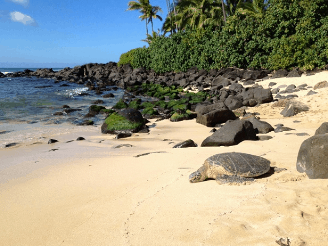 Bucket List: Watching/Swimming with Turtles at Laniakea Beach in Oahu