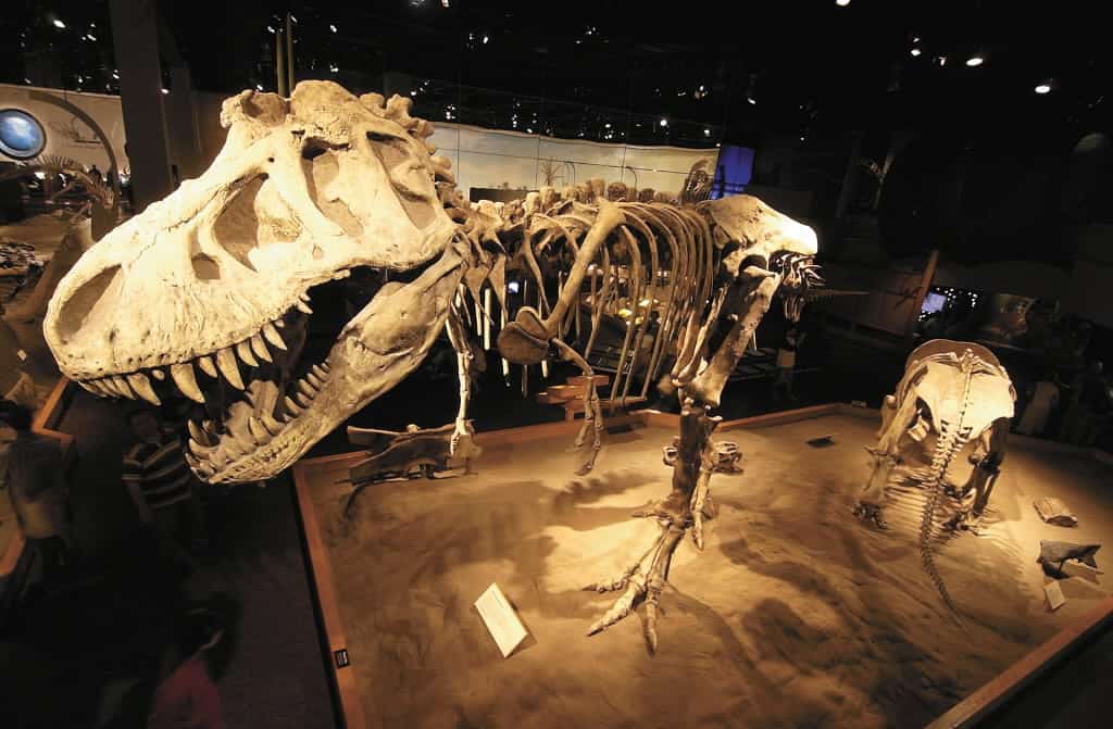 Bucket List: Sleepover with Dinosaurs at Royal Tyrrell Museum in Drumheller