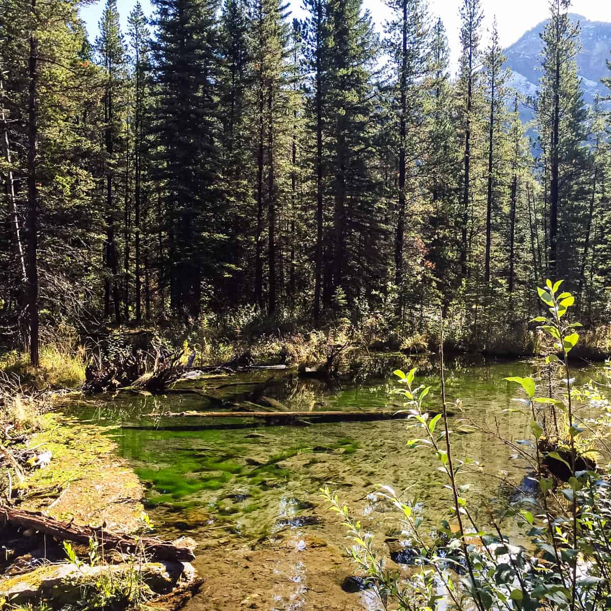 Beaver Flat Trail, Kananaskis