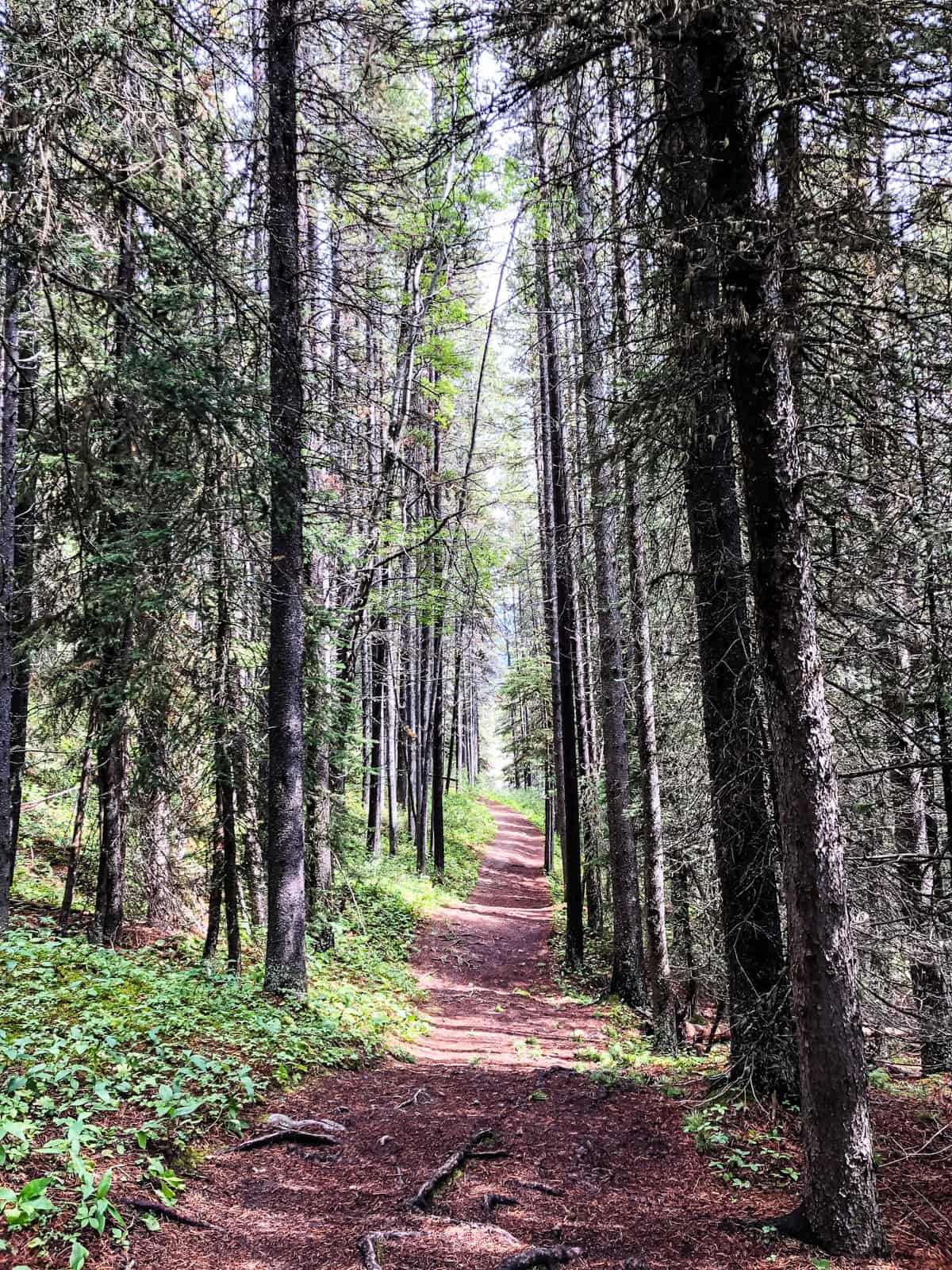 Hiking Upper Kananaskis Lake