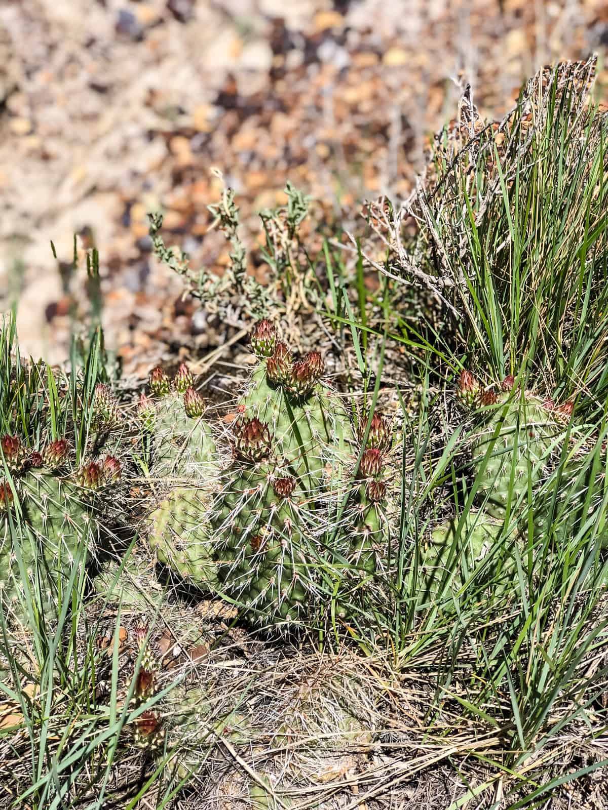 Prickly Pear Cacti