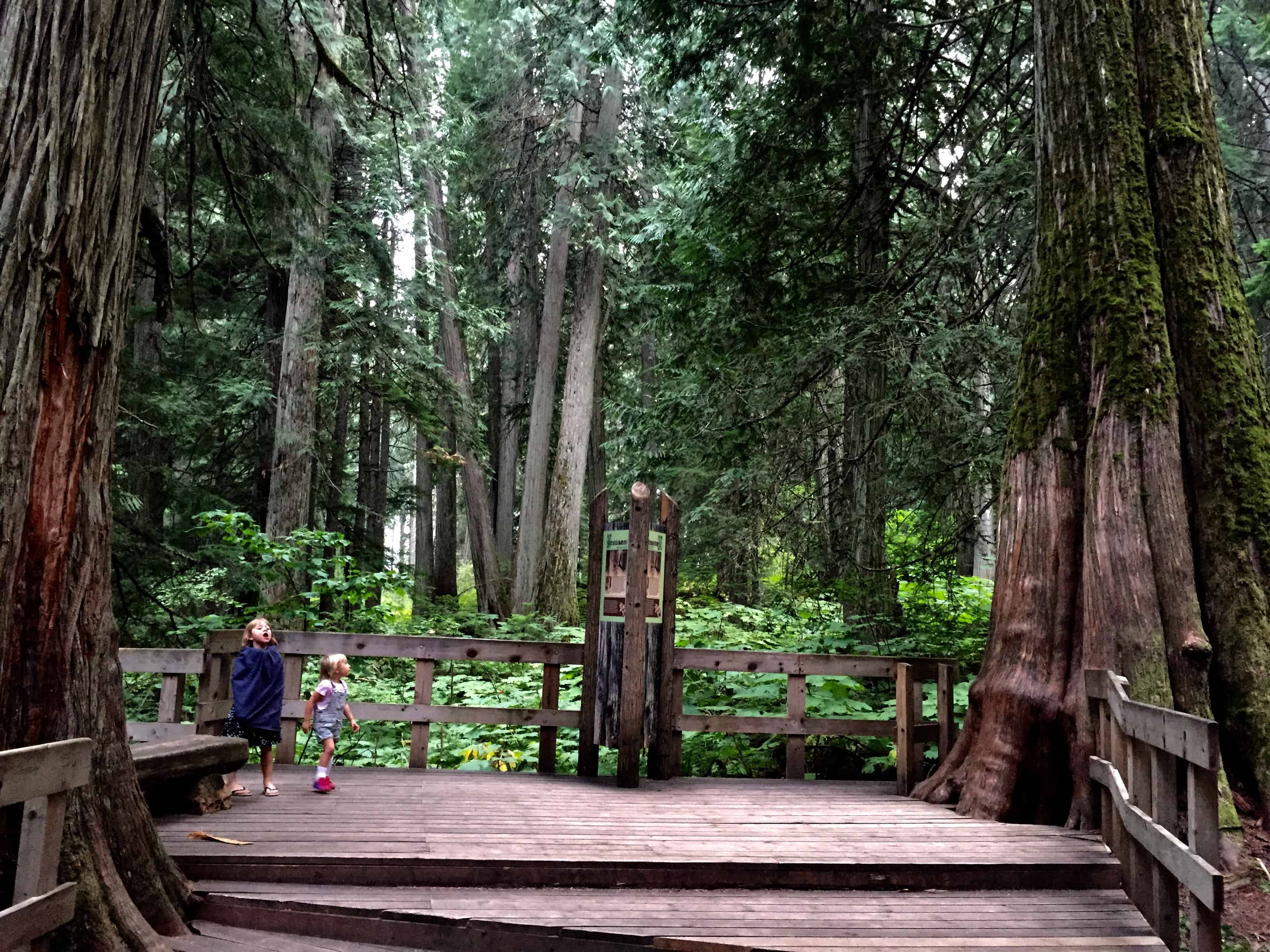 Boardwalk of the Giant Cedars in Mount Revelstoke National Park