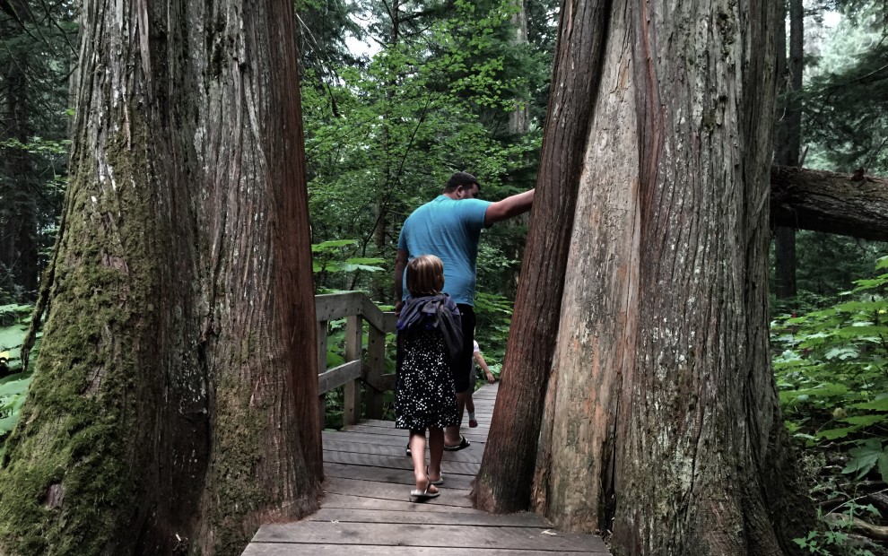 Boardwalk of the Giant Cedars in Mt. Revelstoke National Park