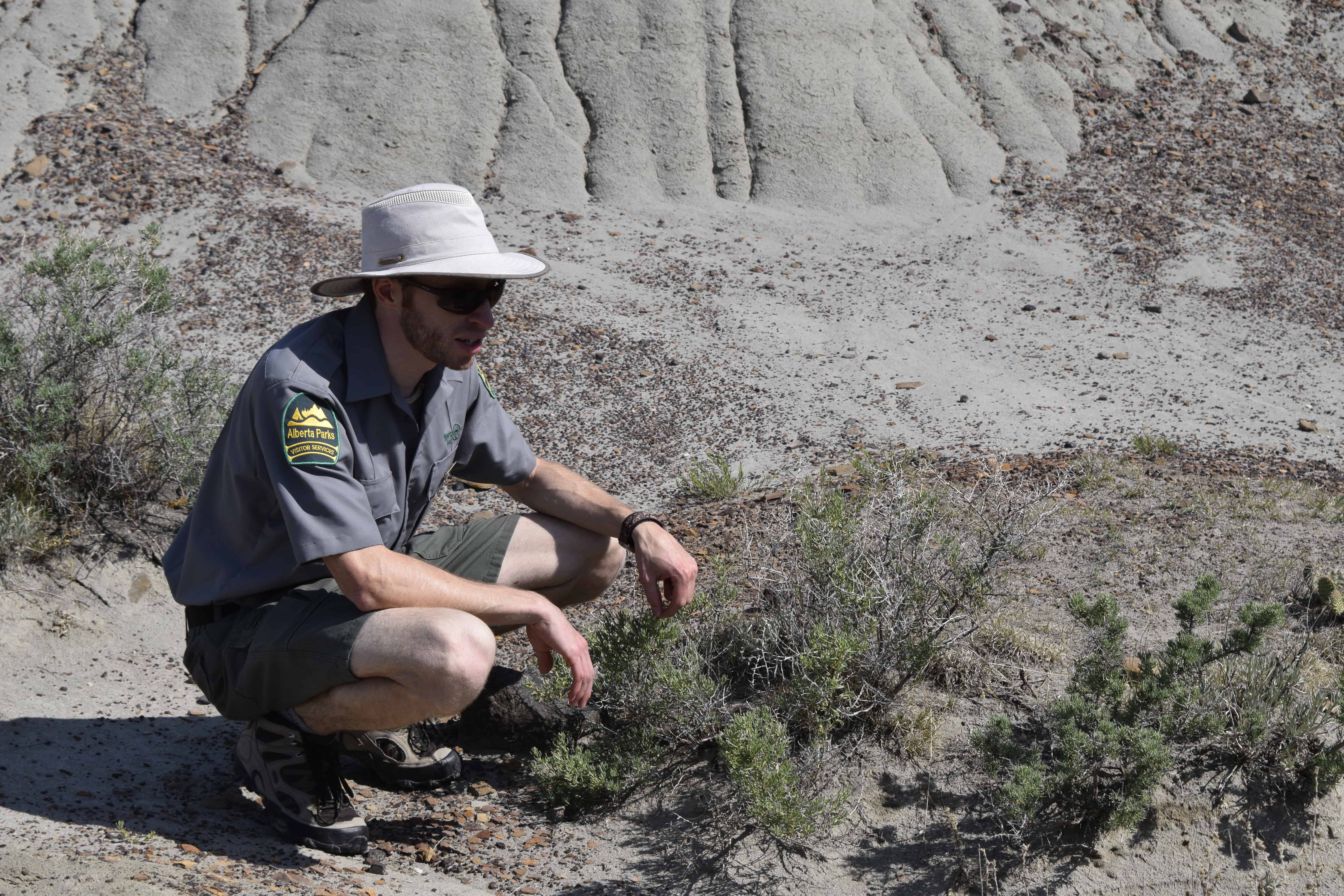 Try This: Bus Tour of the Badlands at Dinosaur Provincial Park