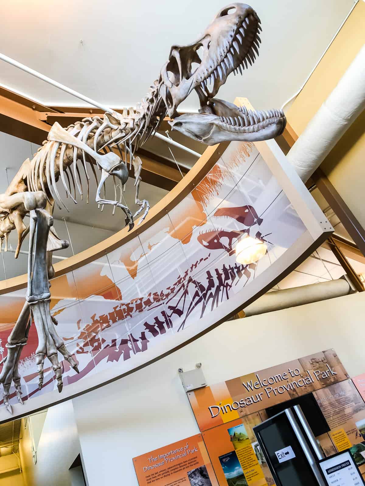 A dinosaur skeleton suspended from the ceiling of a museum