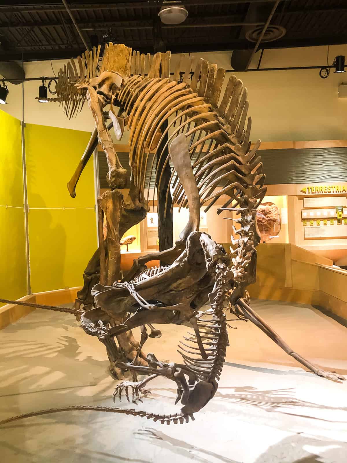 A dinosaur skeleton