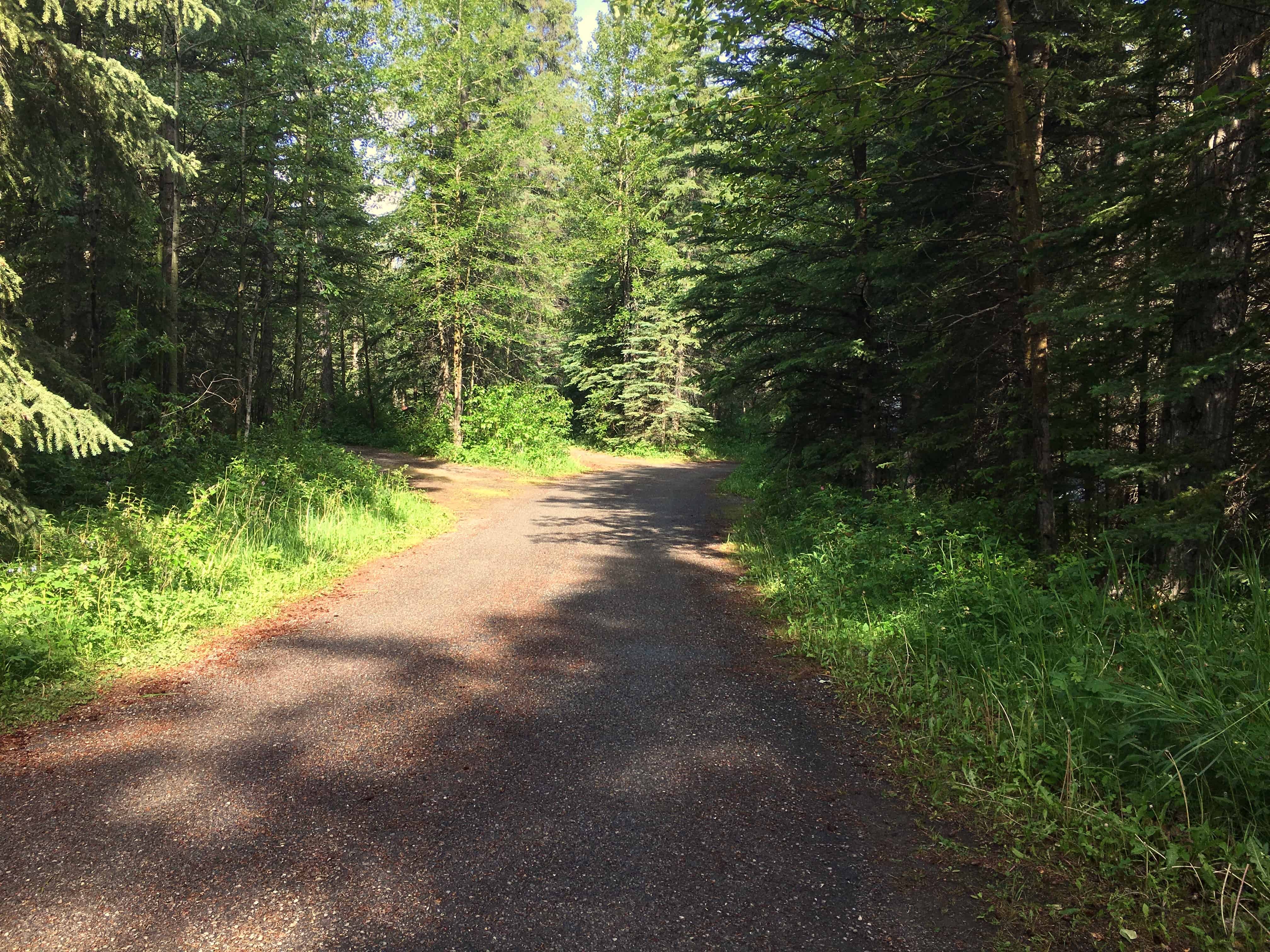 Campground Road in Loop 'D' Pocahontas Campground