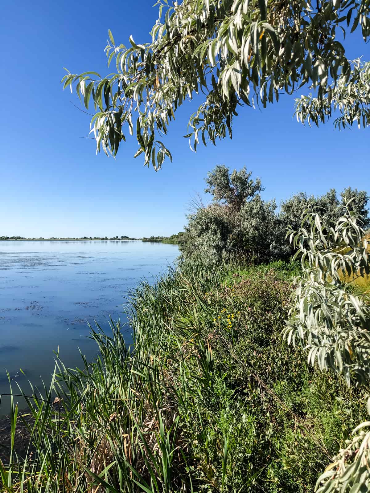 View along Marsh Trail at Kinbrook Island