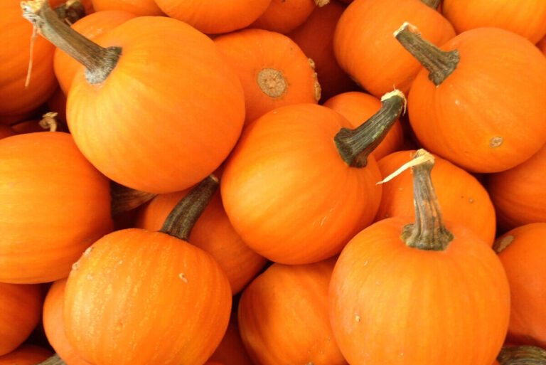 Pumpkin Patches to Visit in Alberta