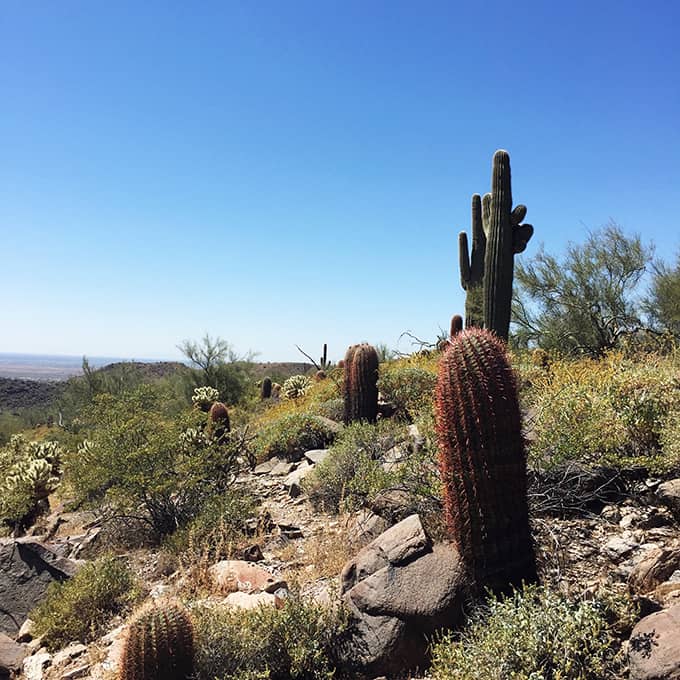 McDowell Sonoran Preserve Trails: Lost Dog Wash Trail