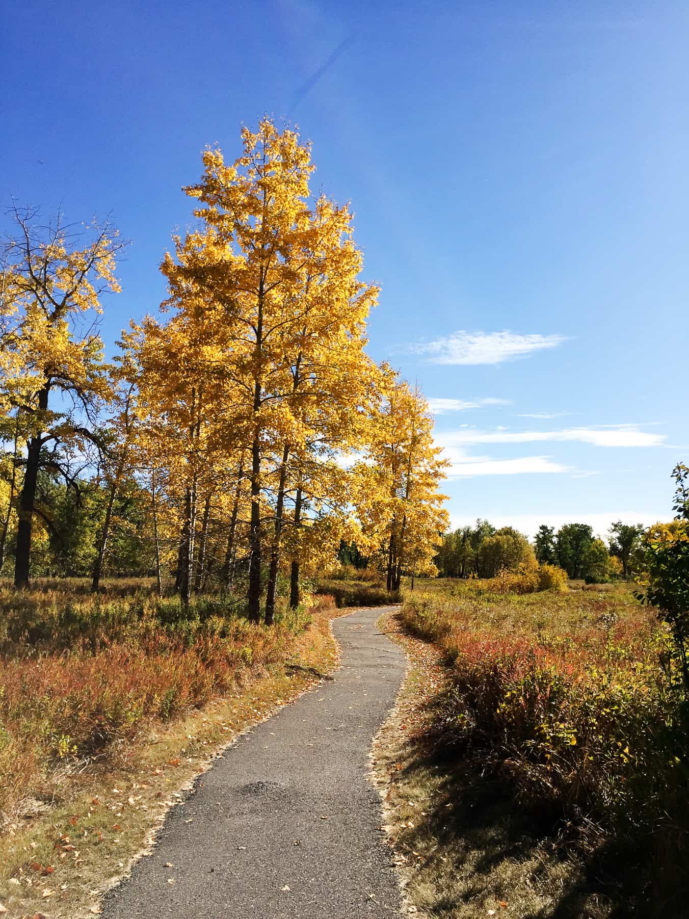 5 Reasons to Visit Fish Creek Provincial Park in Fall