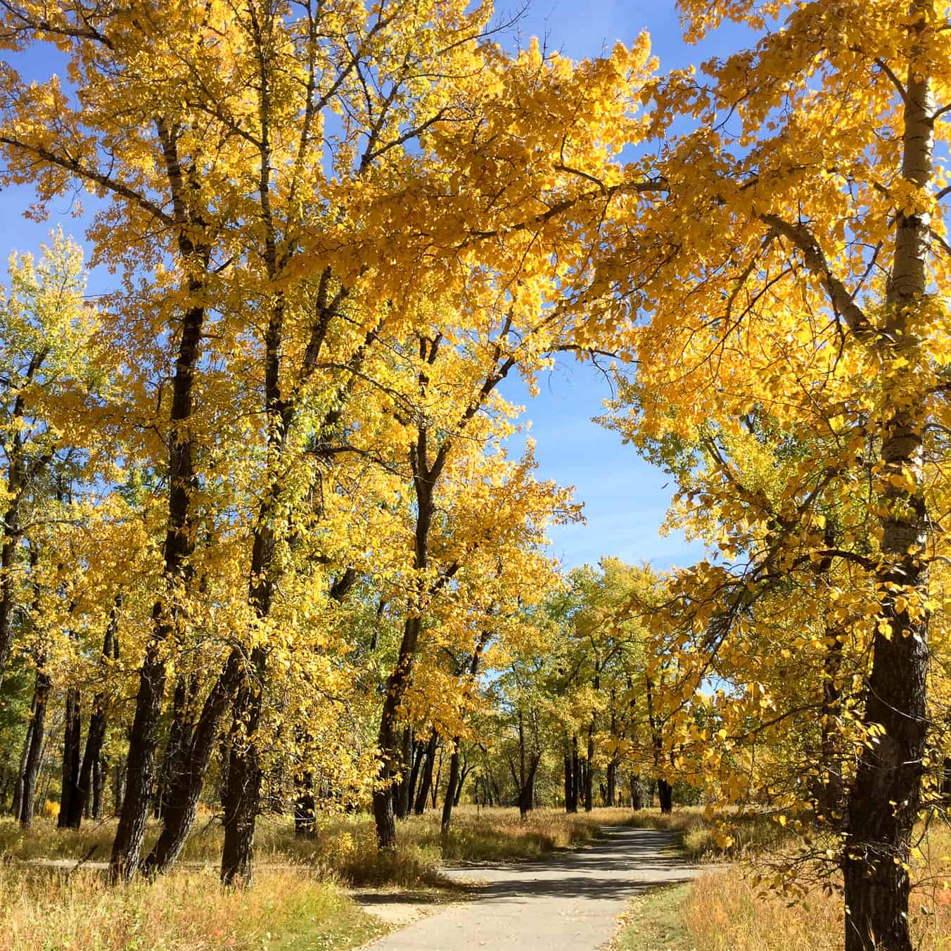 5 Reasons to Visit Fish Creek Provincial Park in Fall