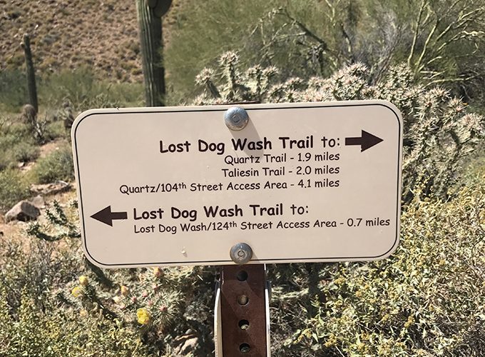 Hike McDowell Sonoran Preserve Trails Lost Dog Wash Trail This Big