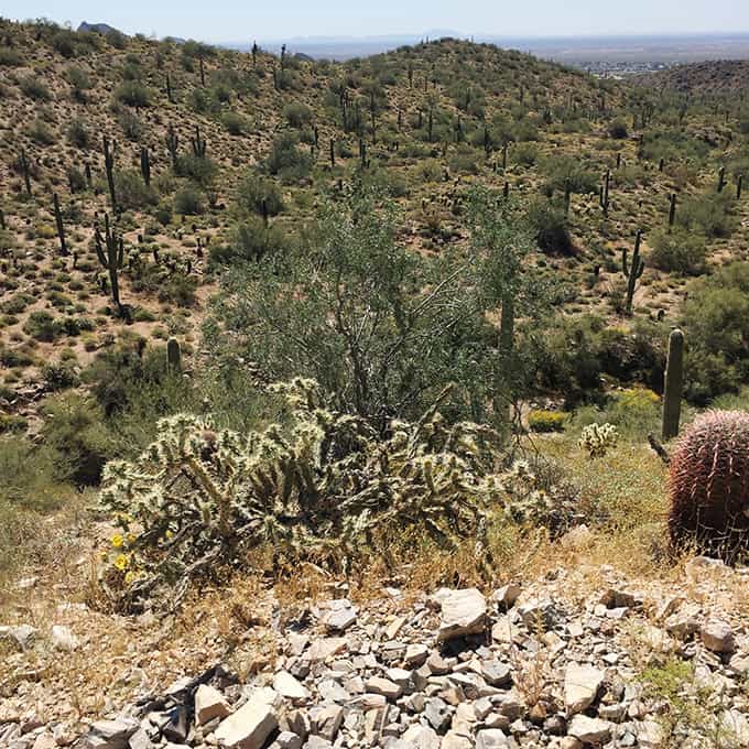 McDowell Sonoran Preserve Trails: Lost Dog Wash Trail