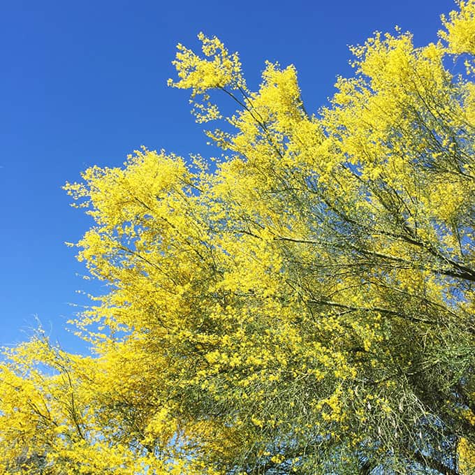 Tips for Hiking with Kids in the Desert