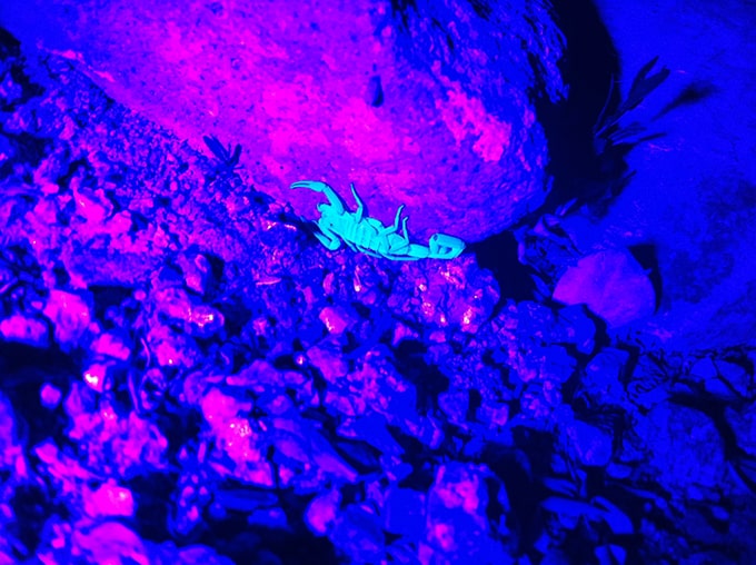 Scorpion seen under a black light