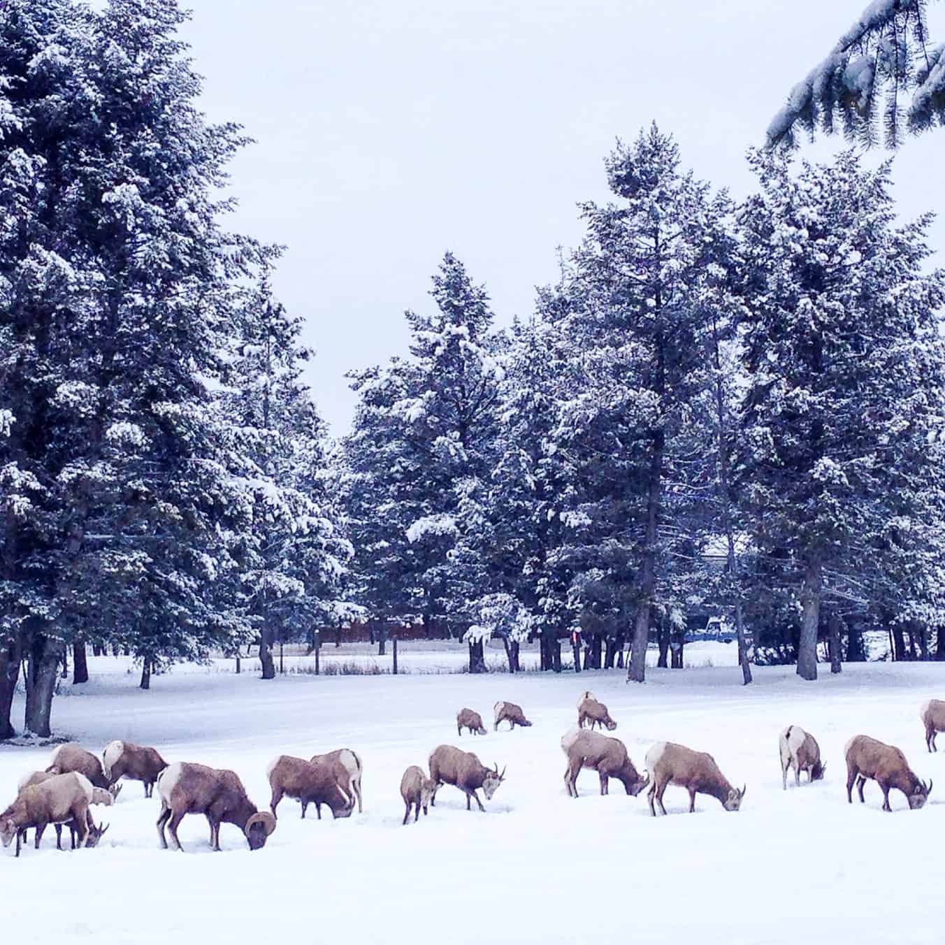 How to Have a Winter Girls Weekend in Radium, BC!