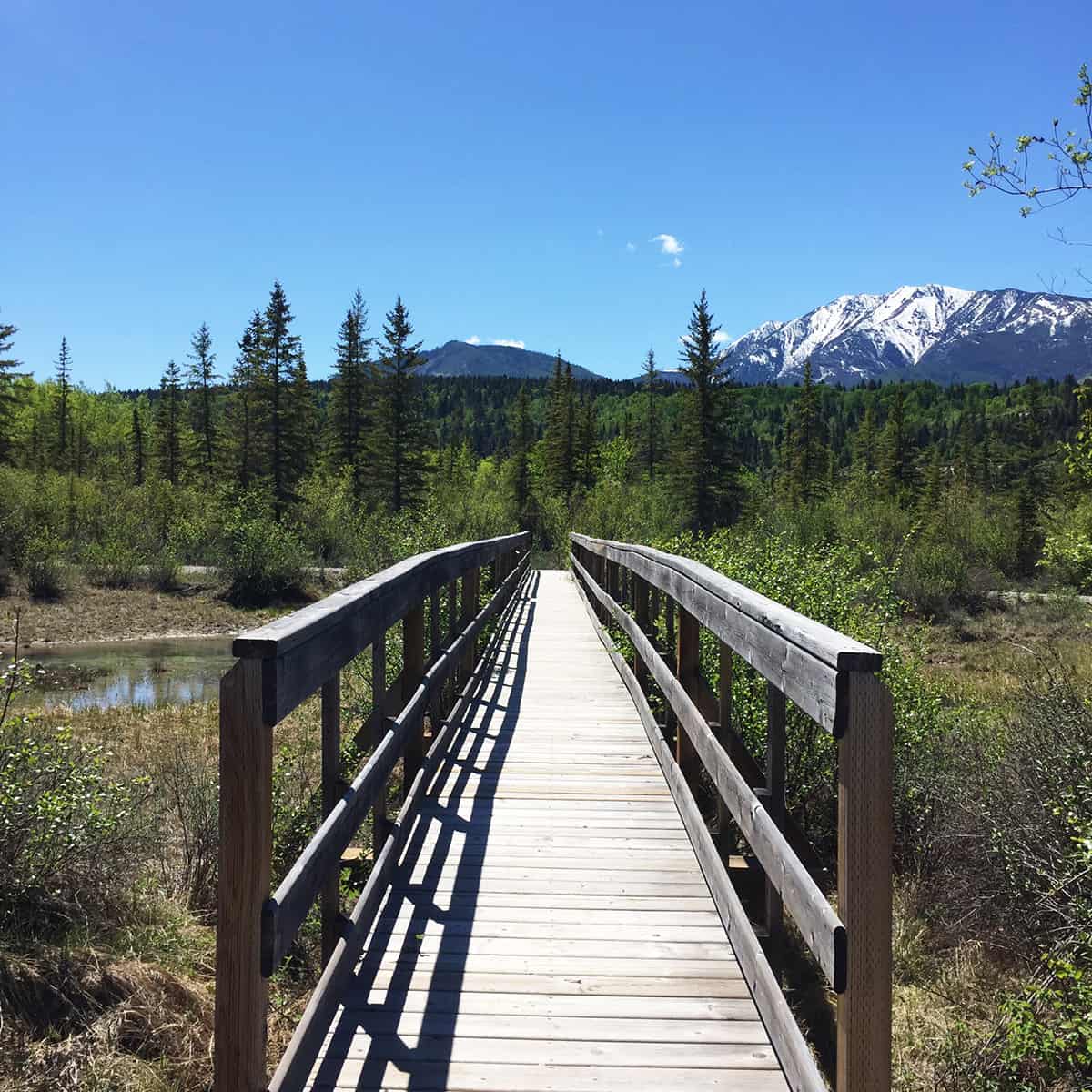 Source of the Columbia Trail, BC