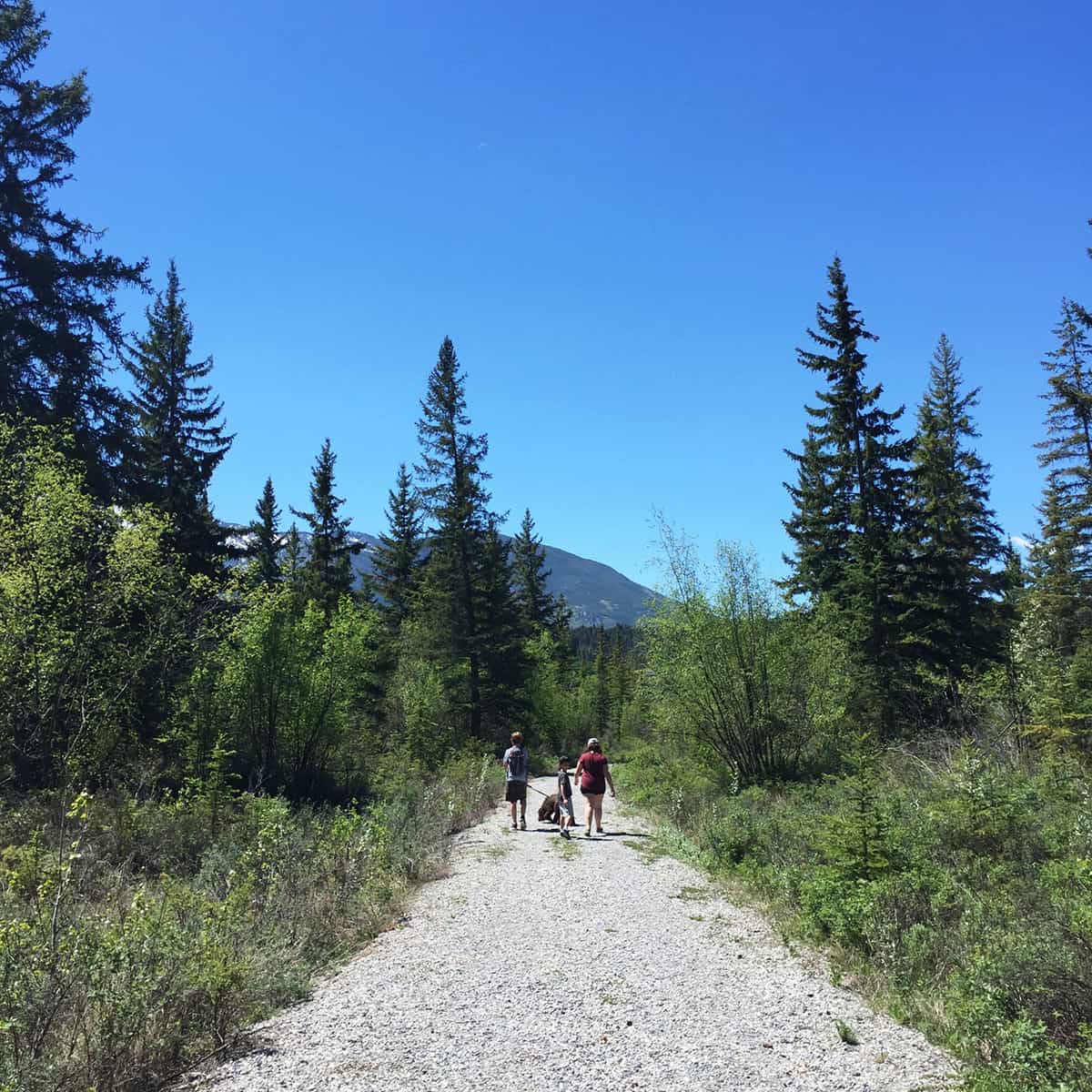 Source of the Columbia Trail, BC