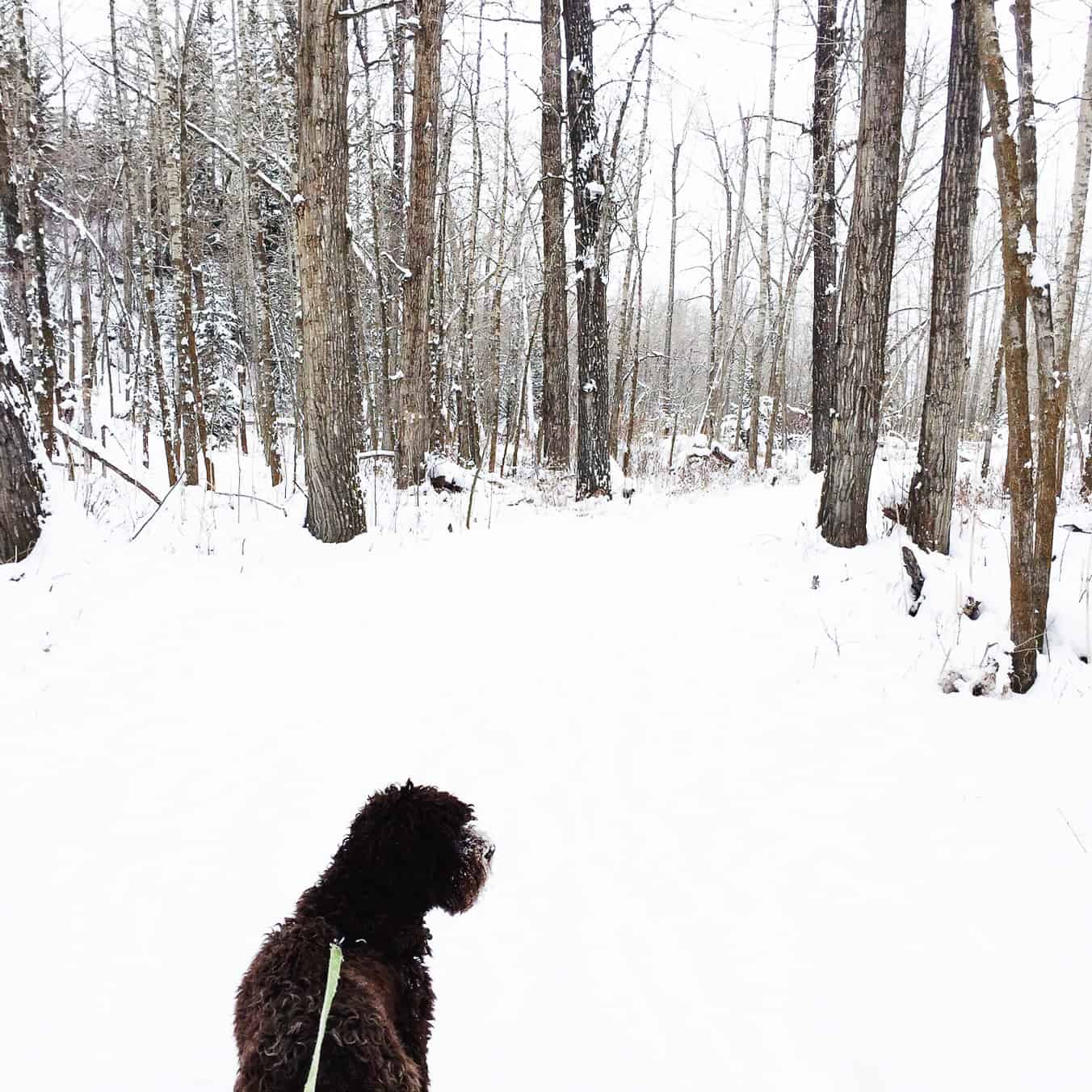 What to do in Fish Creek Park in Winter