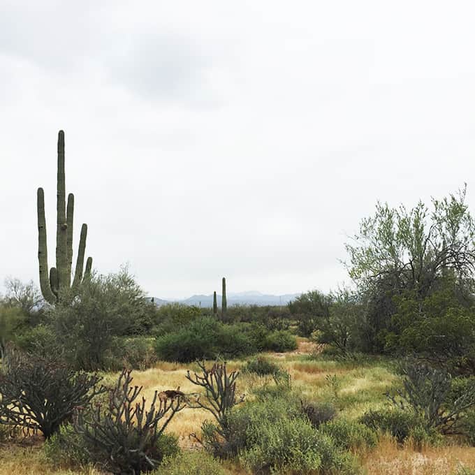 McDowell Mountain Regional Park, The North Trail Self Guided Tour