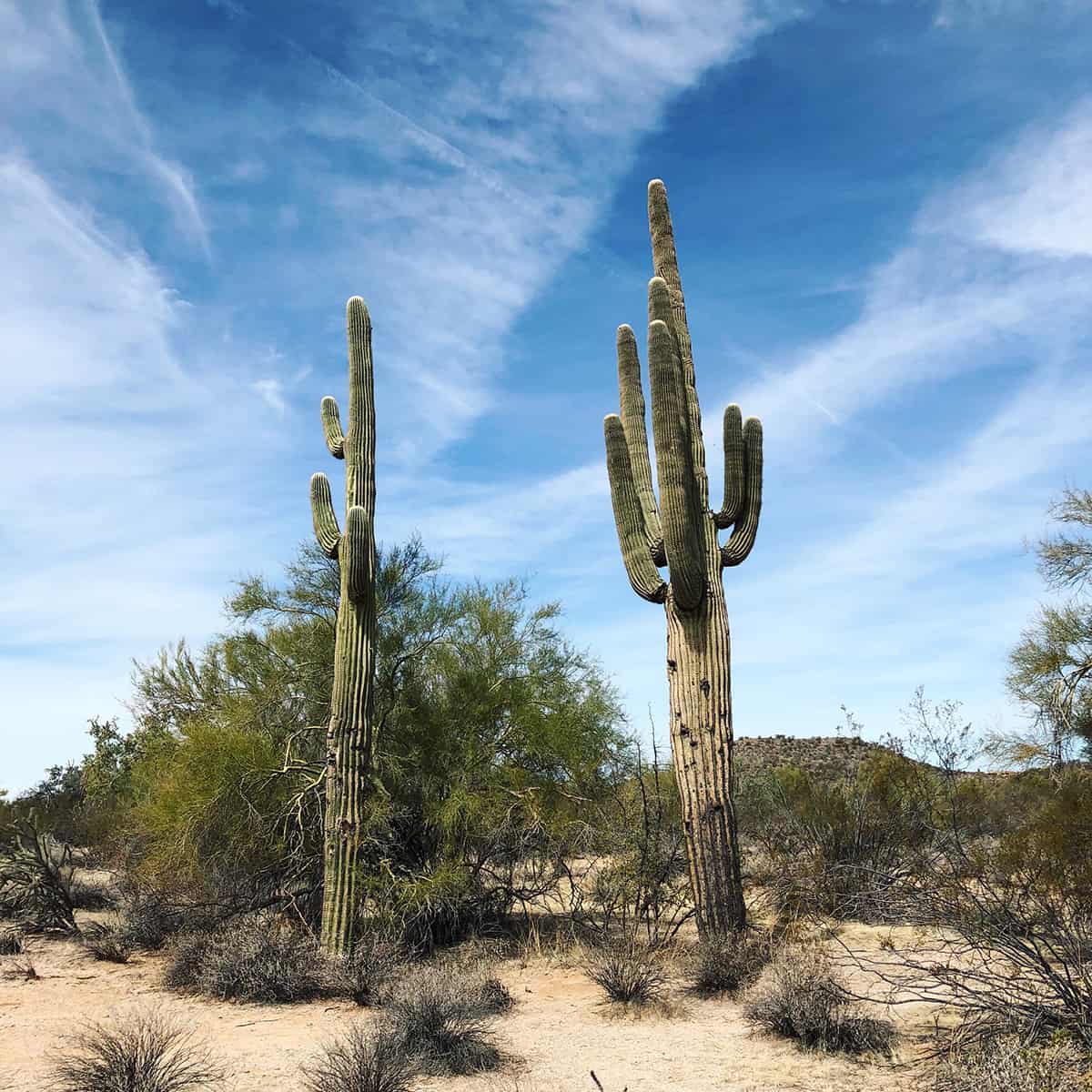 North Trail Self Guided Tour in McDowell Mountain Regional Park, Arizona