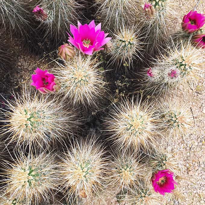 McDowell Mountain Regional Park, The North Trail Self Guided Tour