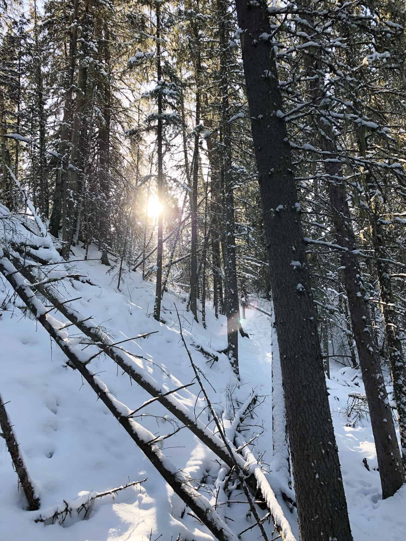 Winter Campfires and Snowshoeing in Bragg Creek