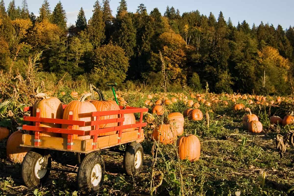 12 Family Friendly Fall Festivals in Alberta This Big Adventure