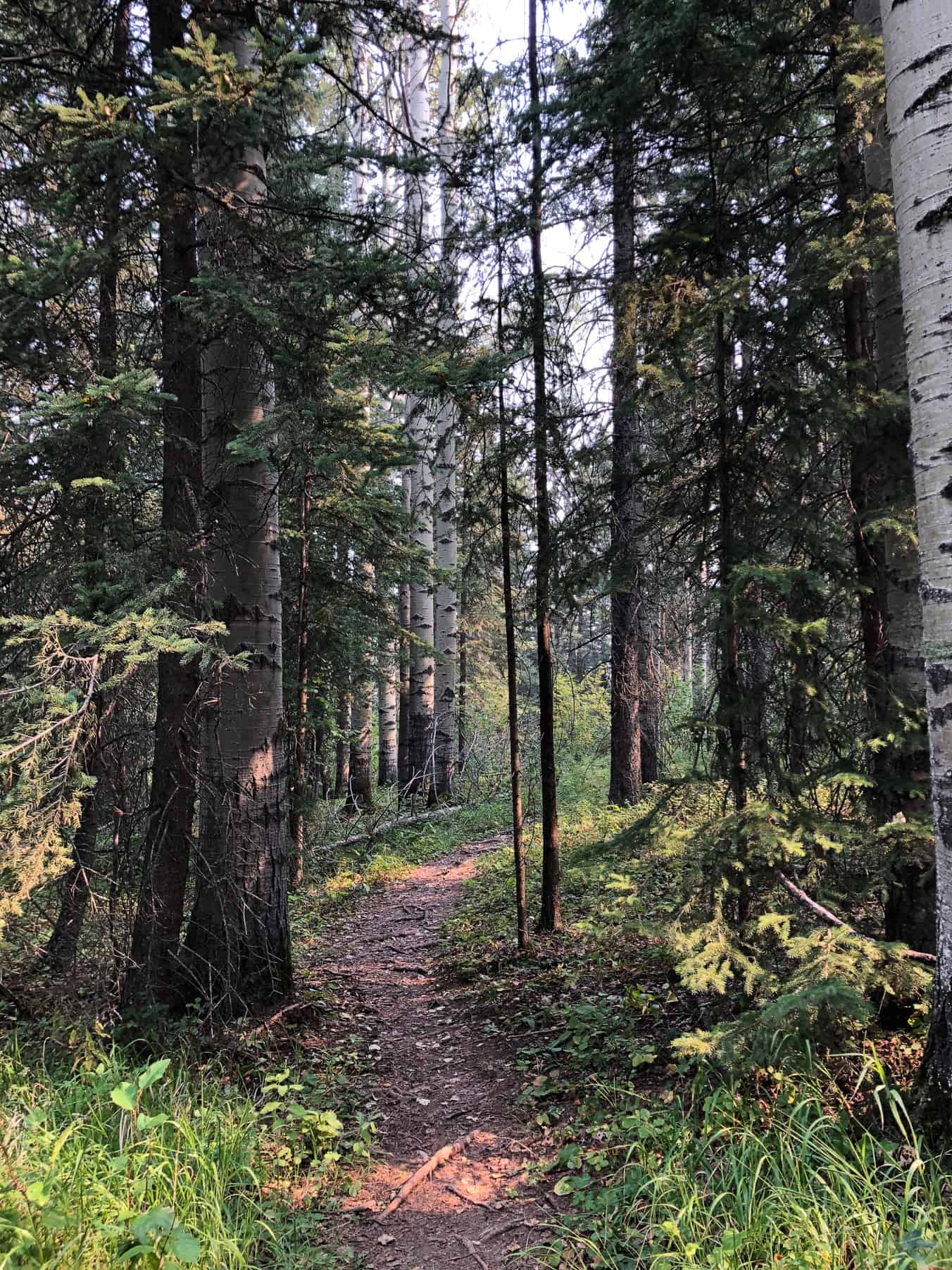 Hiking in Snake Hill Recreation Area, Sundre Alberta