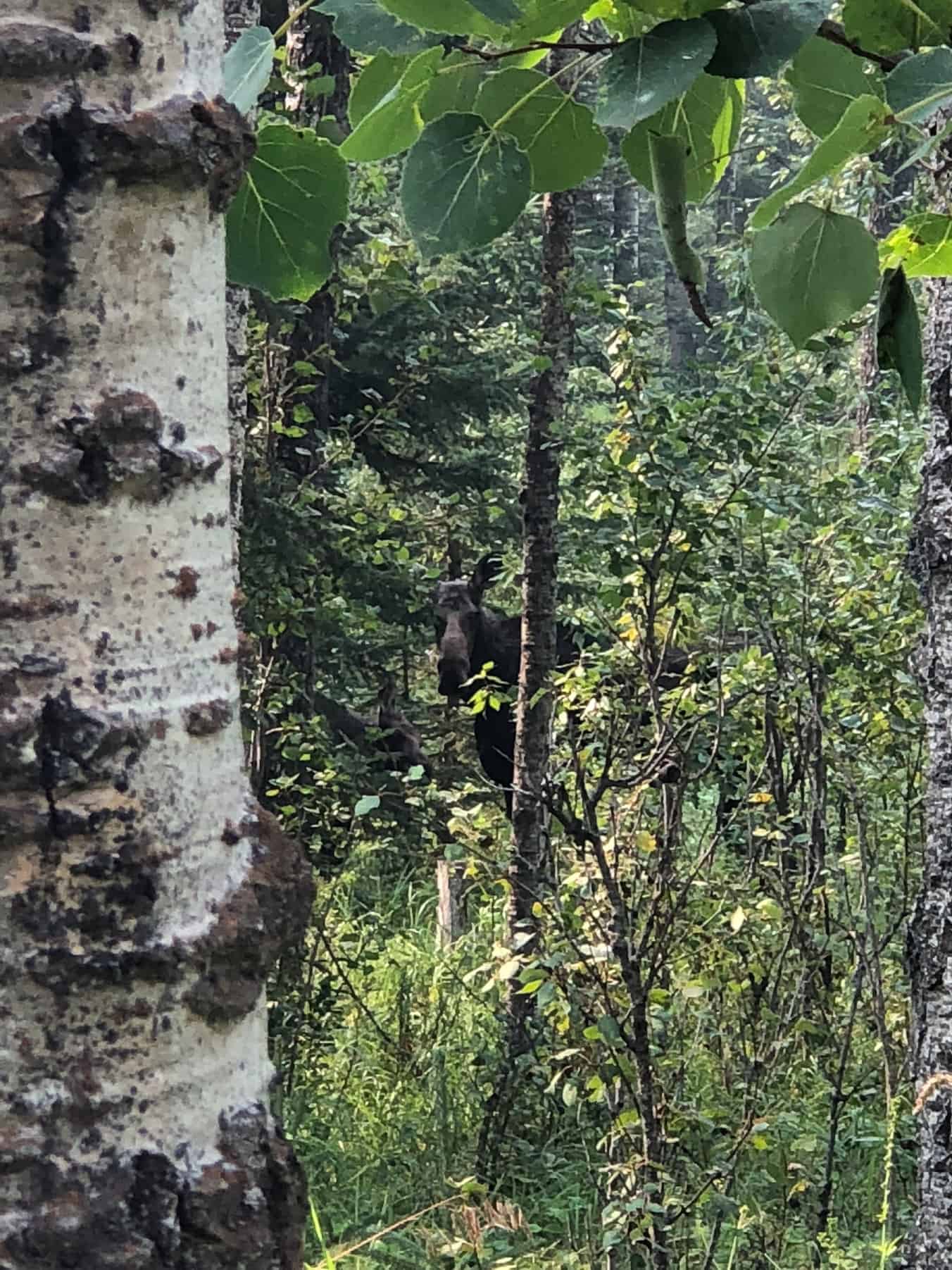 Moose in Snake Hill Recreation Area, Sundre Alberta