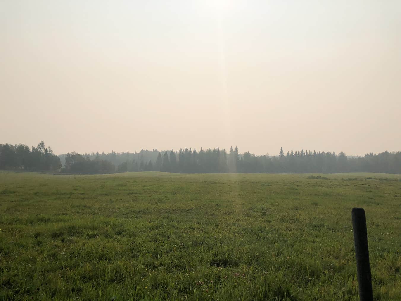 Wild Horses of Alberta Society