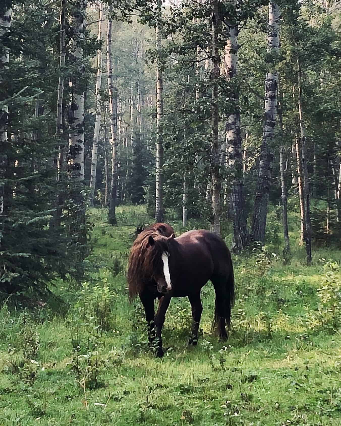Wild Horses of Alberta Society
