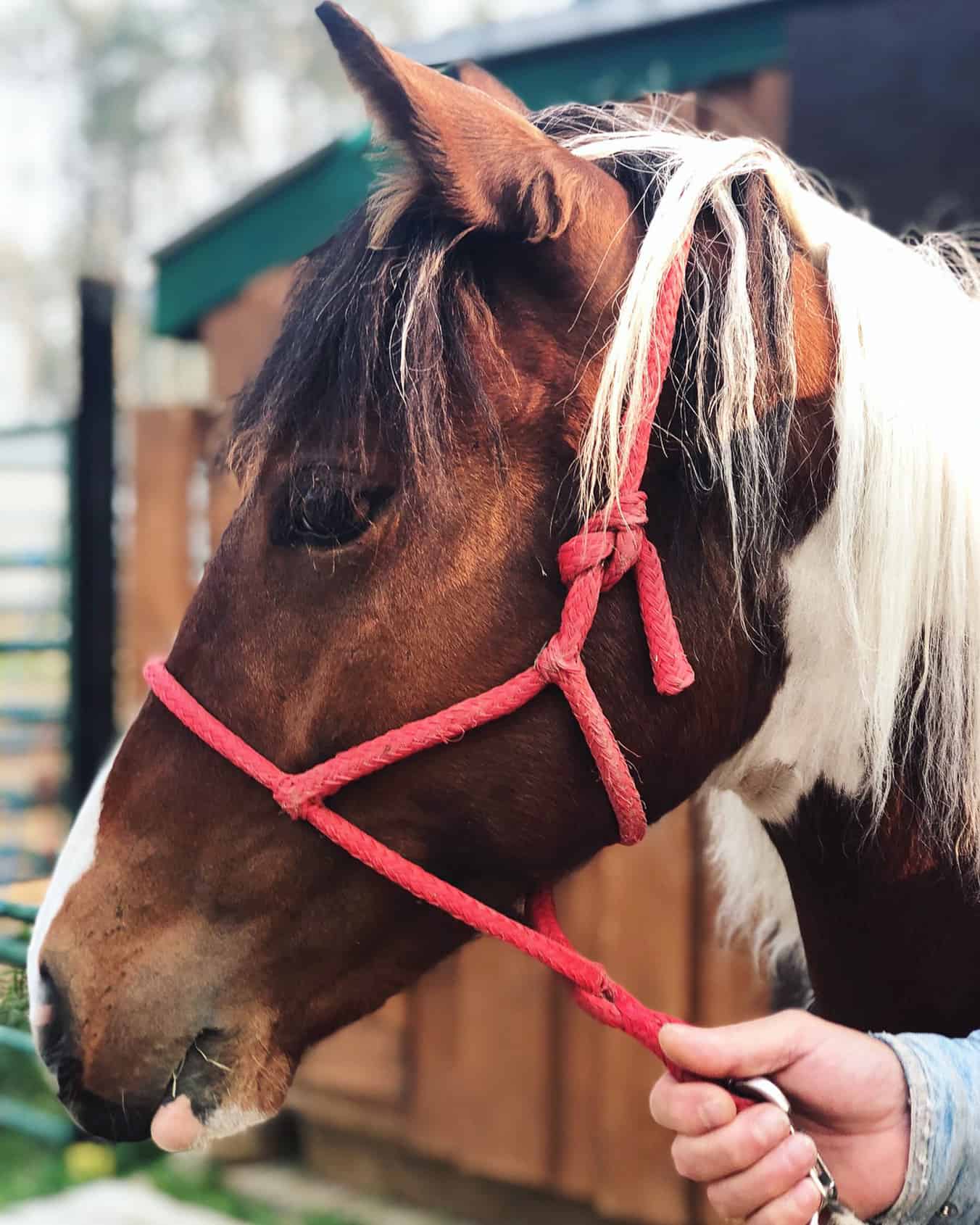 Wild Horses of Alberta Society