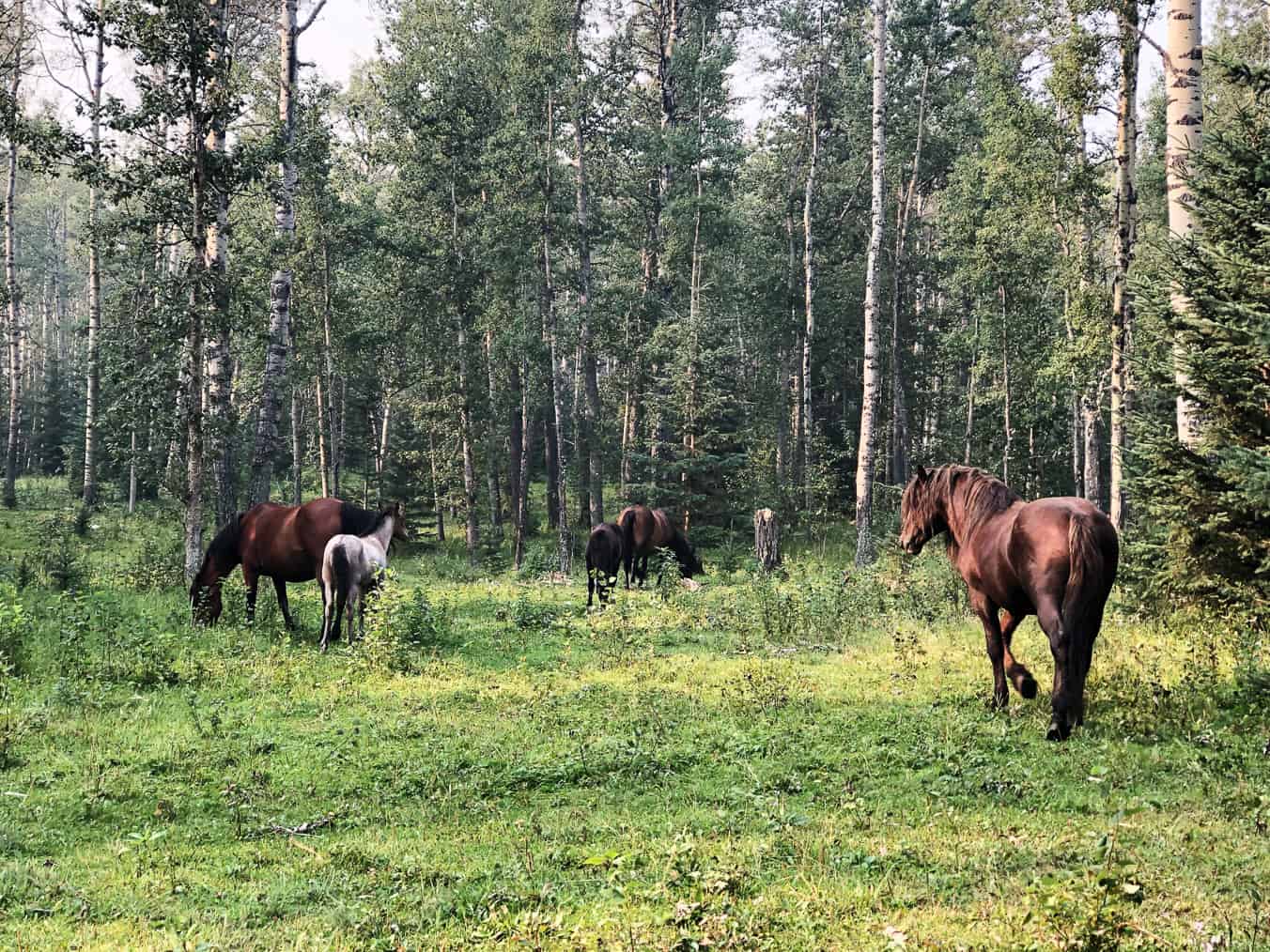 Visit:  Wild Horses of Alberta Society