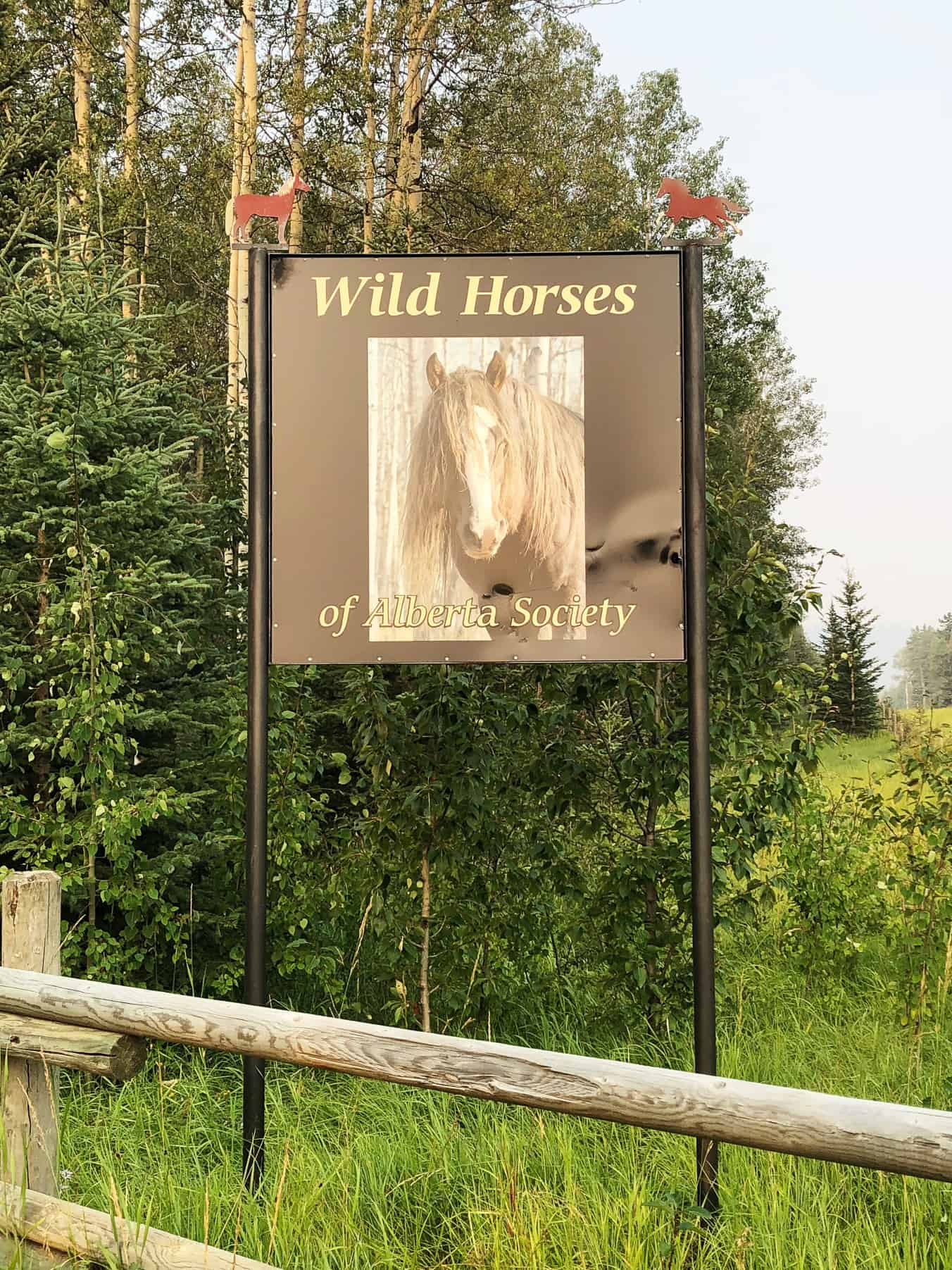 Wild Horses of Alberta Society