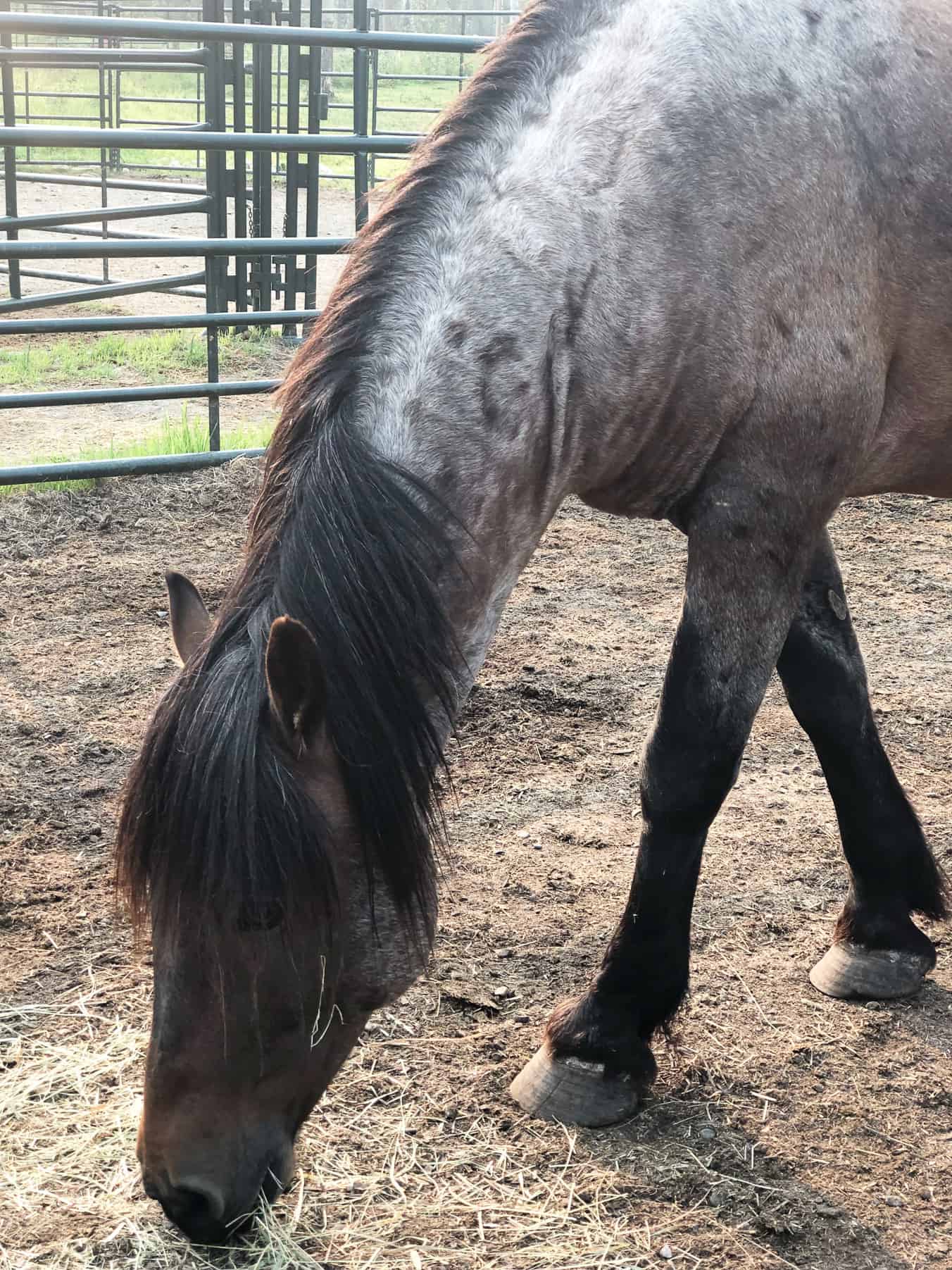 Wild Horses of Alberta Society