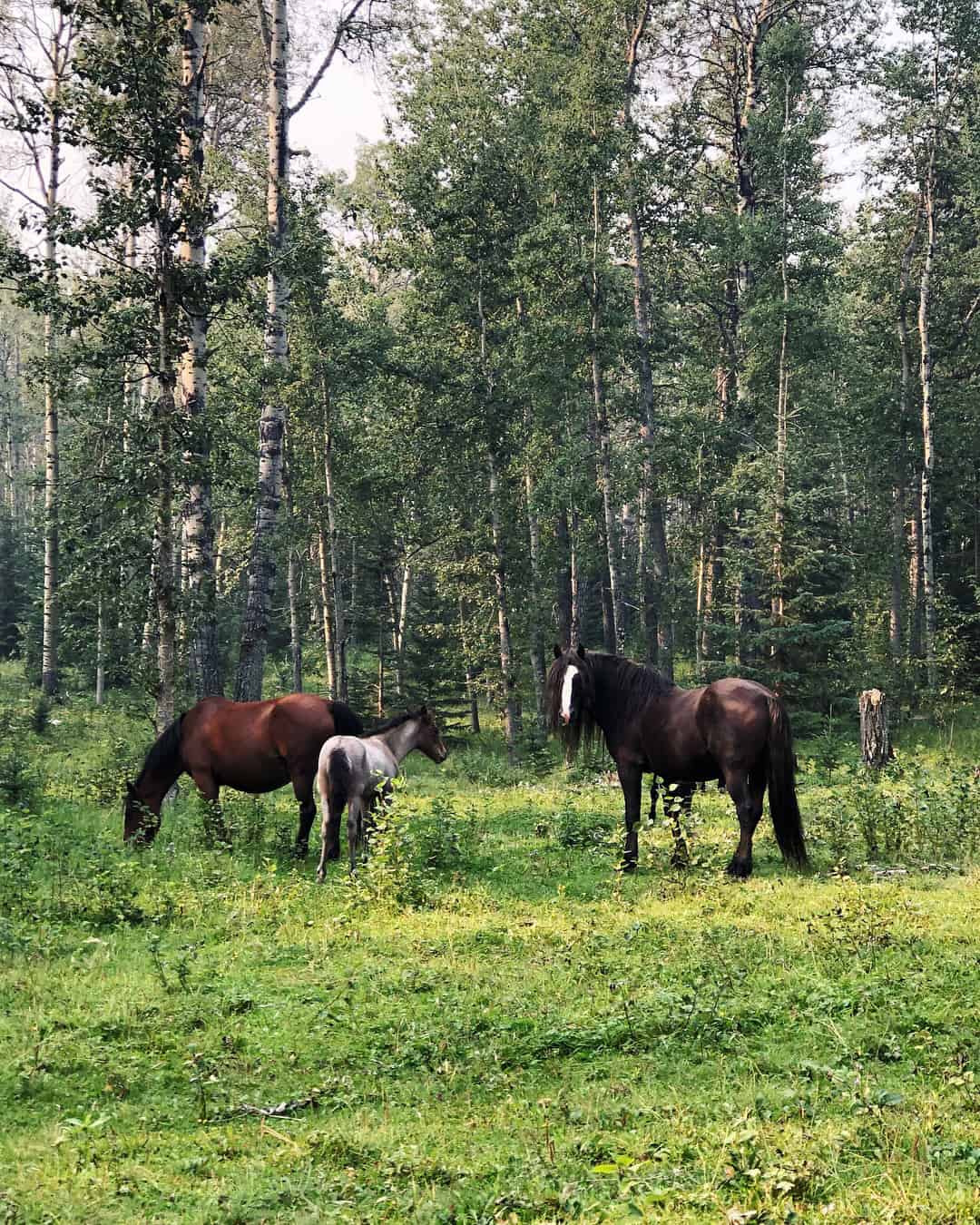 Wild Horses of Alberta Society