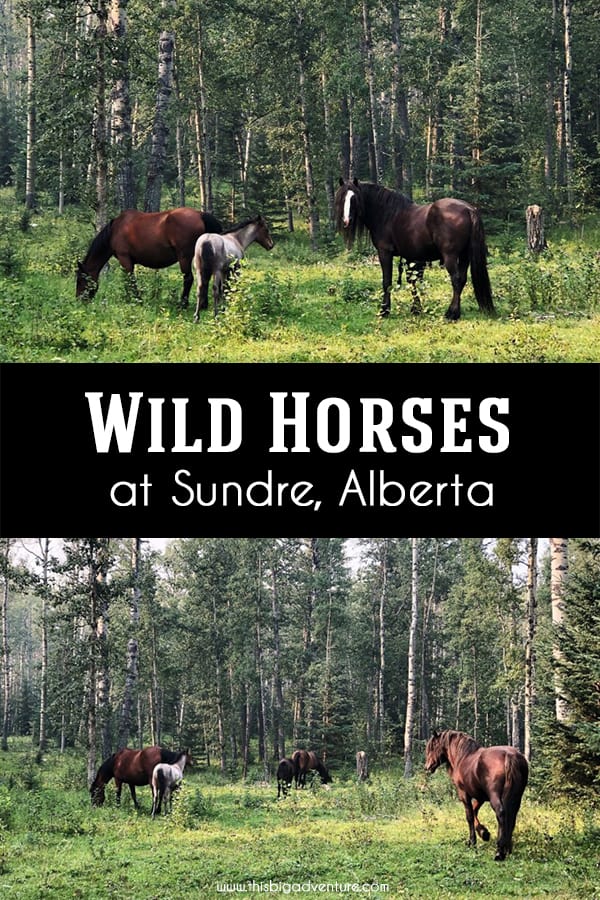 Wild Horses of Sundre, Alberta