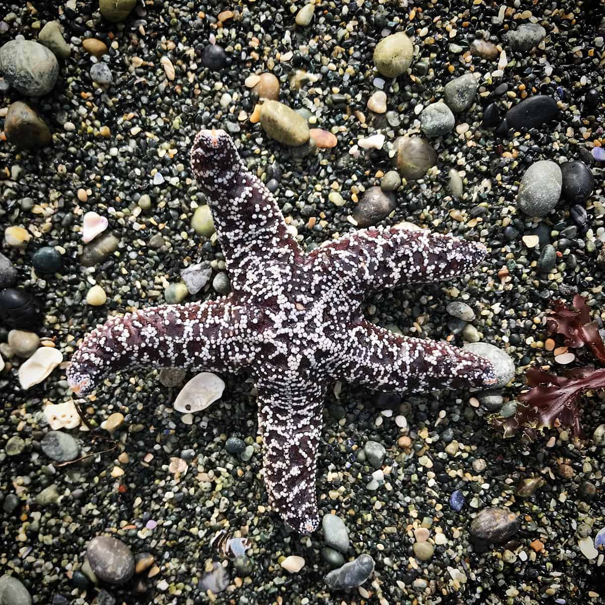 Starfish