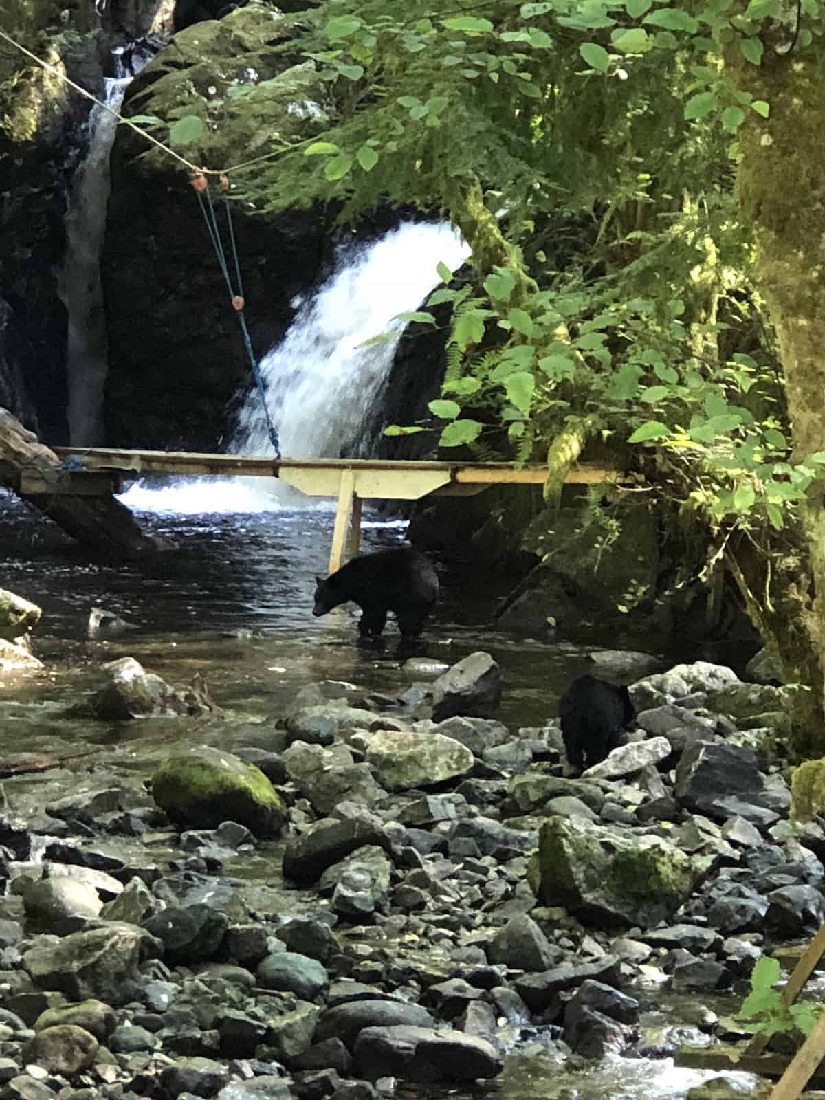 Bears at Thornton Creek Hatchery