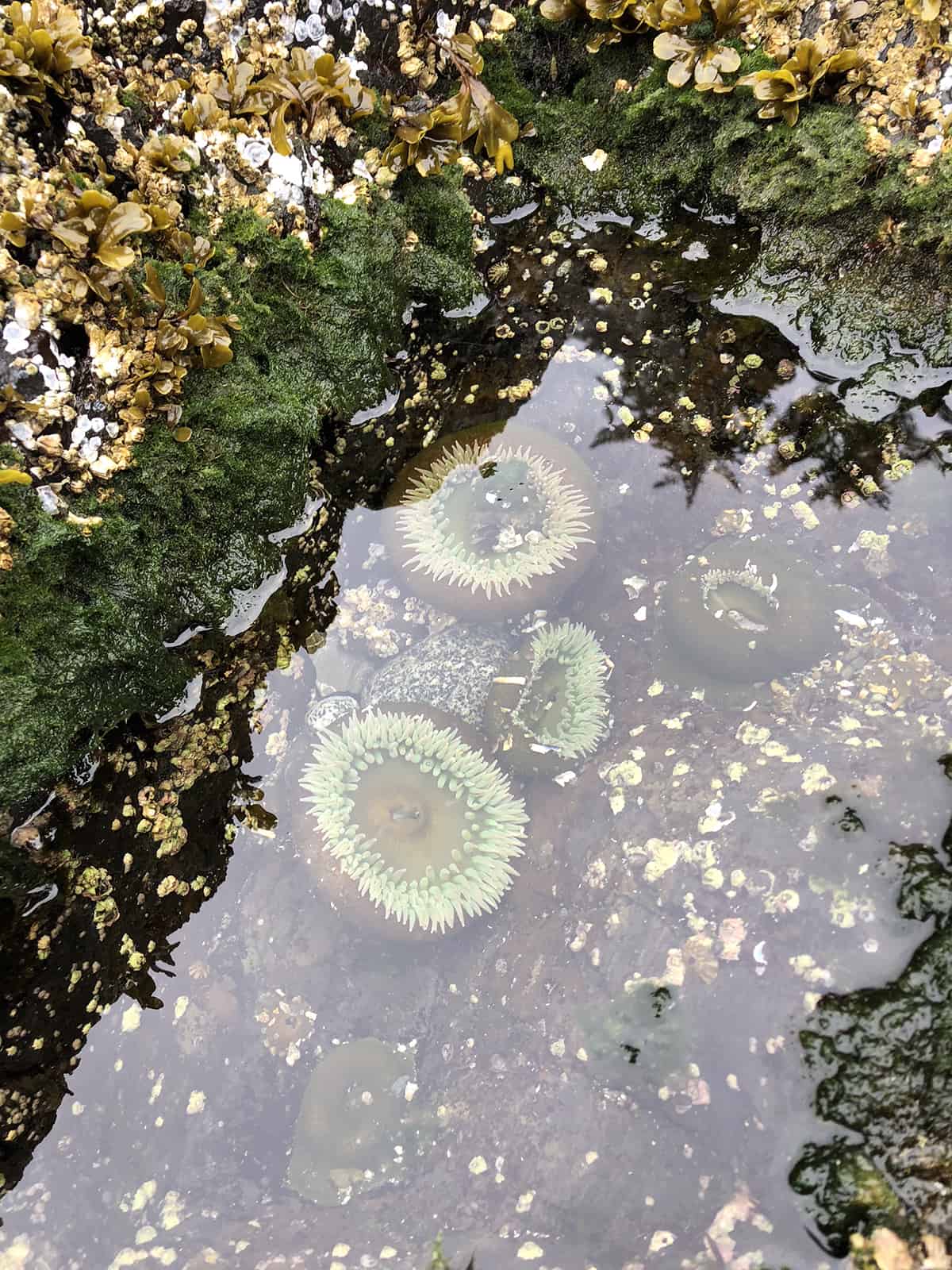 Tide Pools Ucluelet