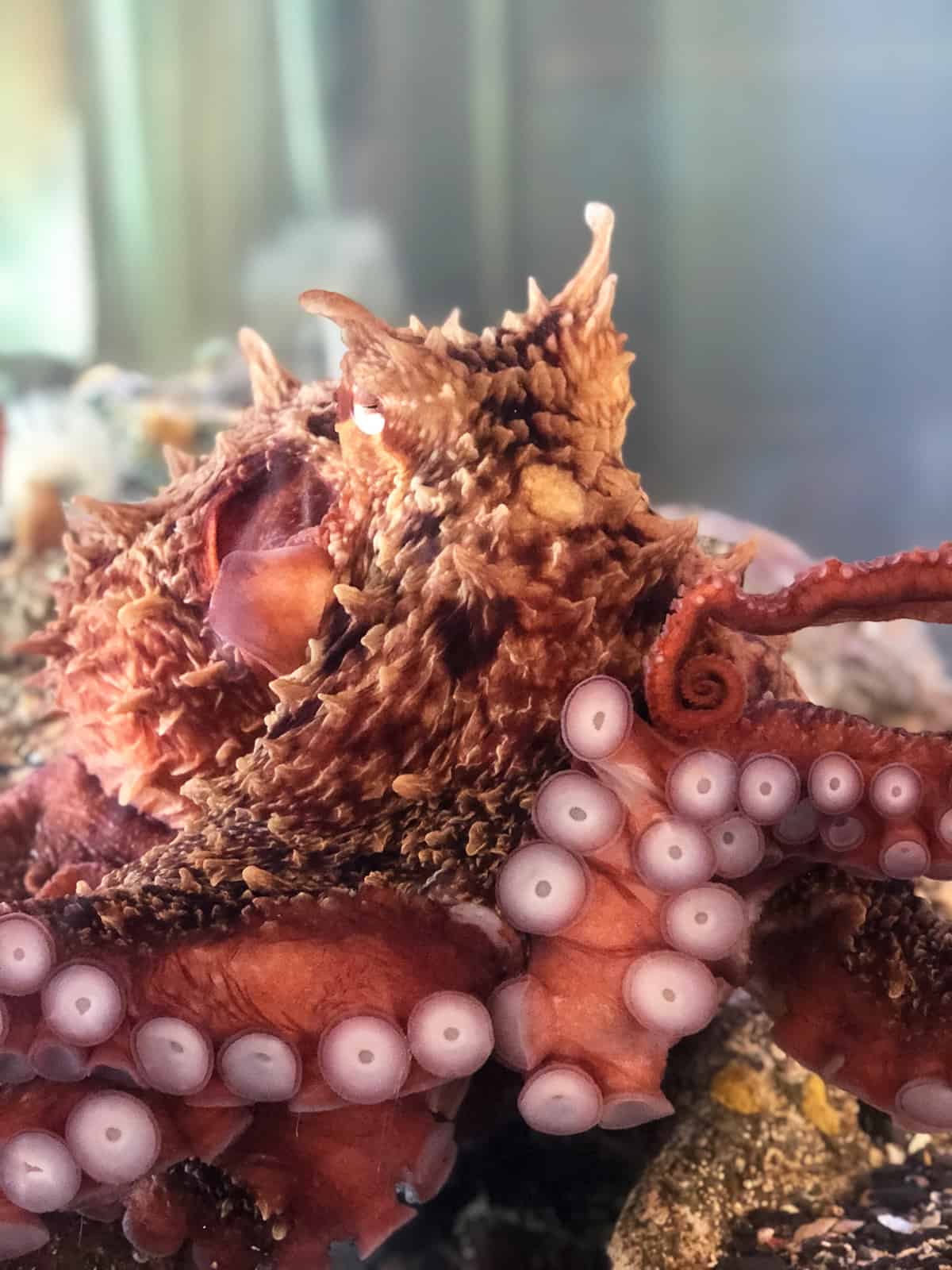 Giant Pacific Octopus, Ucluelet Aquarium