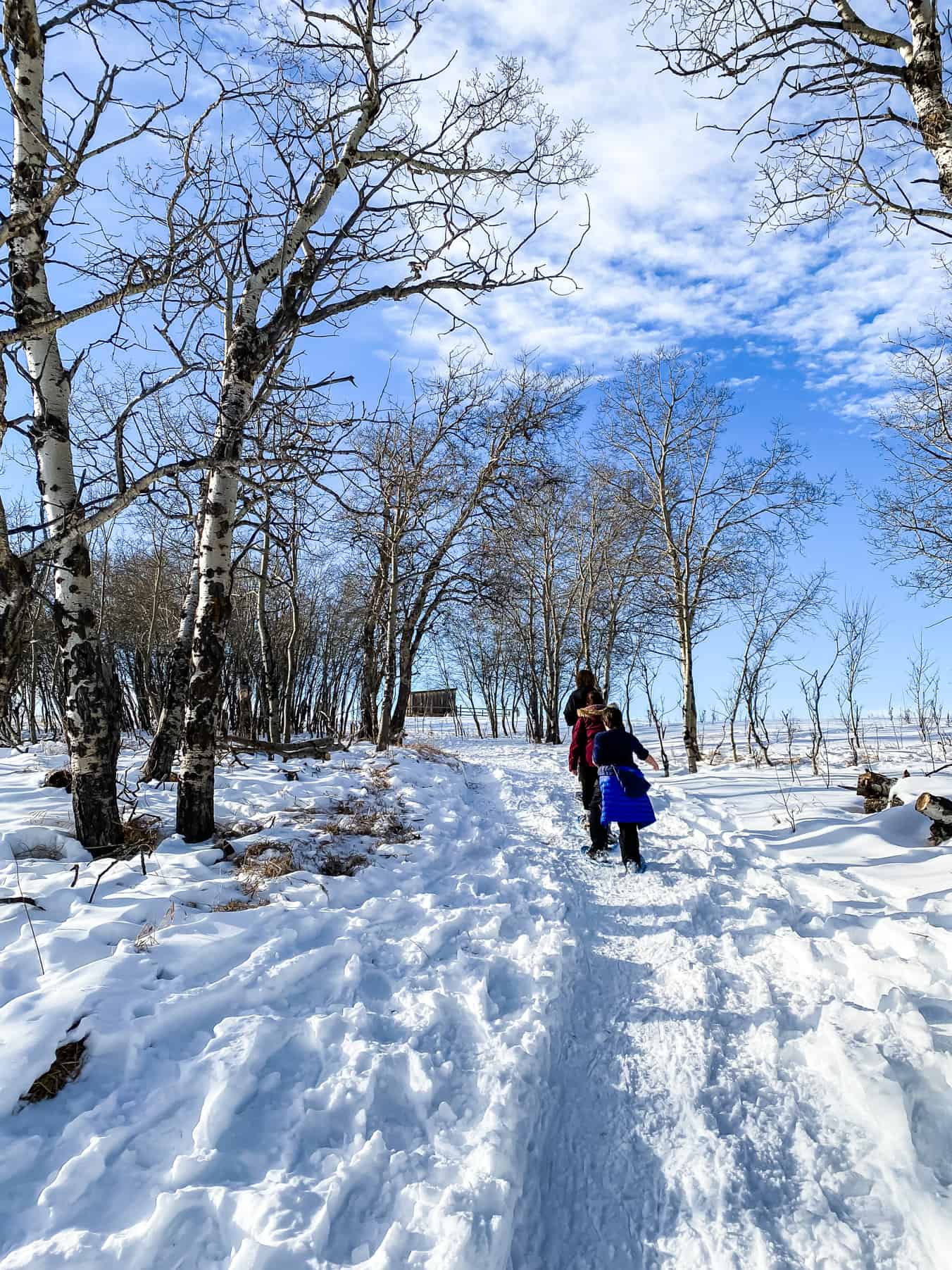 Snowshoeing at Ann & Sandy Cross Conservation Area