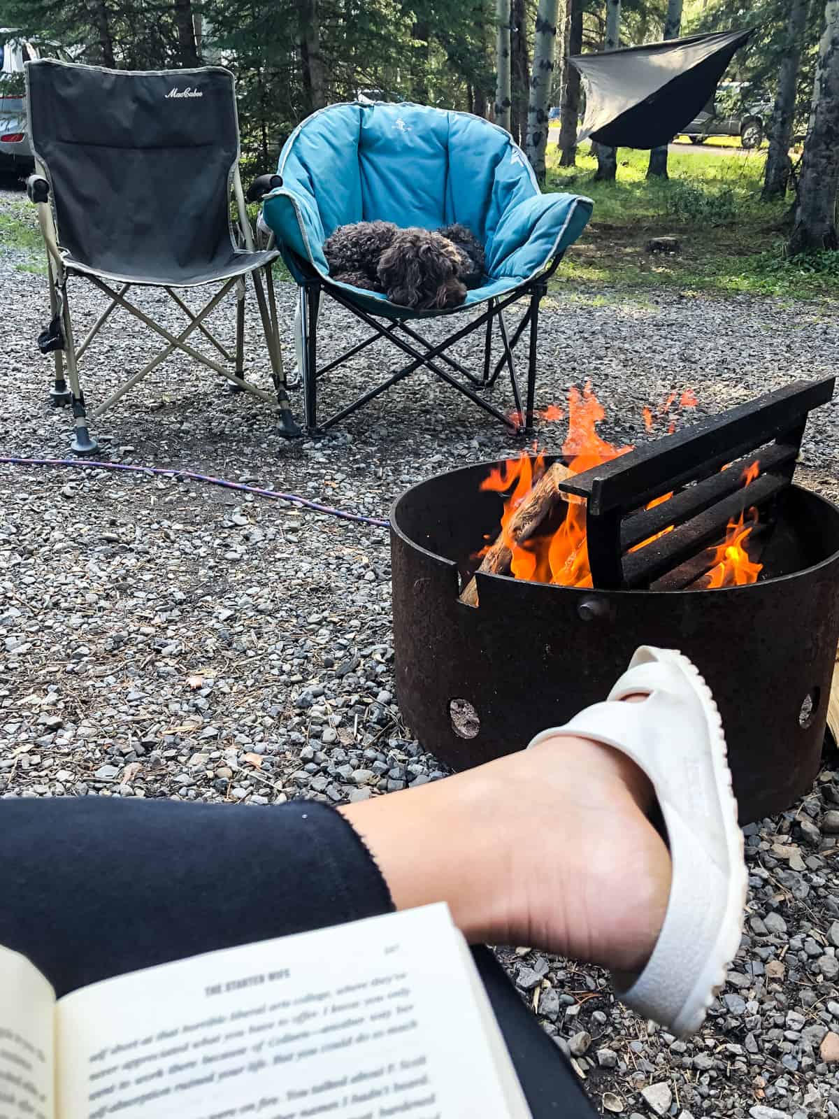 an image of a brown dog sitting in a blue camping chair next to a campfire